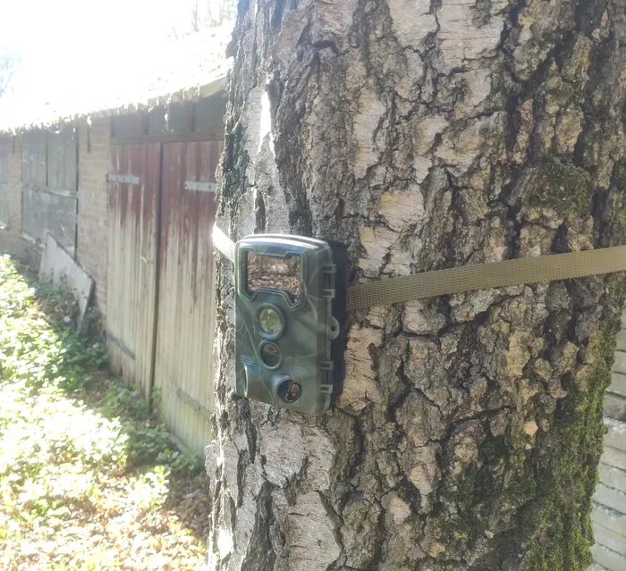 The wildcam outside